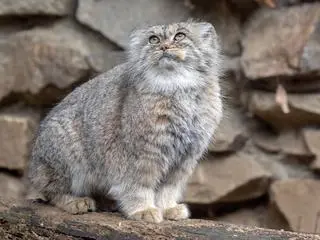 Manul stepowy (Otocolobus manul) - zdjęcie ilustracyjne