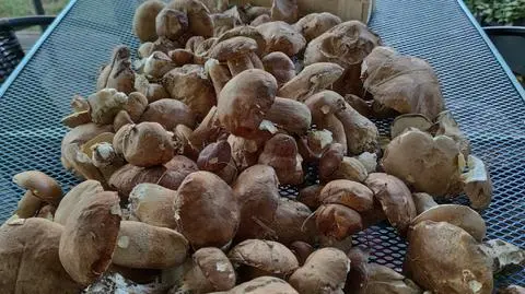Prawdziwków tyle, że trzeba je było pakować do sukienki. Wysyp na Mazowszu