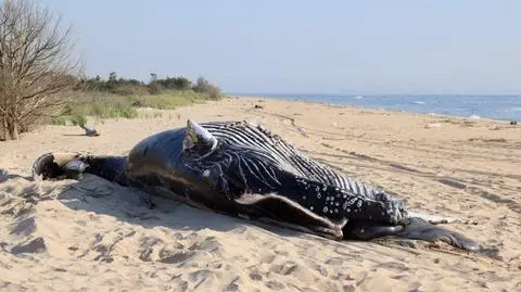 Martwy humbak znaleziony na plaży