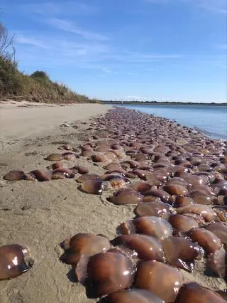 Meduzy na plaży w Karolinie Północnej