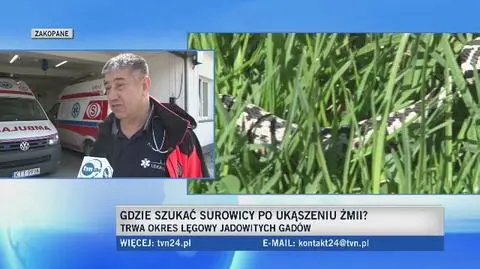 Lekarz o zachowaniu po ukąszeniu przez żmiję