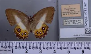 Motyl z gatunku Saurona triangula
