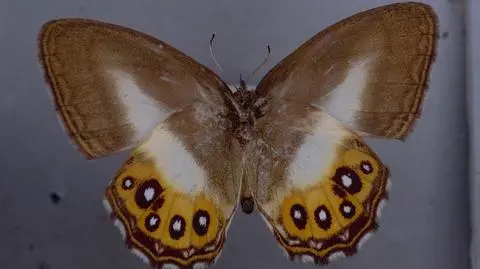 Saurona triangula