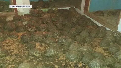 Na Madagaskarze przetrzymywano tysiące żółwi zagrożonych wyginięciem