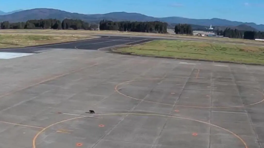 Niedźwiadek na lotnisku. Wstrzymano loty