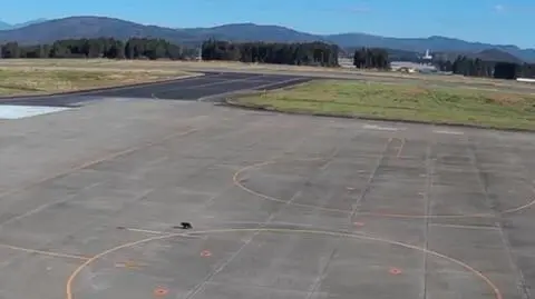 Niedźwiedź pojawił się na lotnisku w Japonii