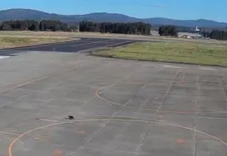 Niedźwiadek na lotnisku. Wstrzymano loty