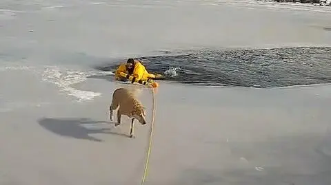 Policjant z New Jersey wyciągnął psa z lodowatej wody