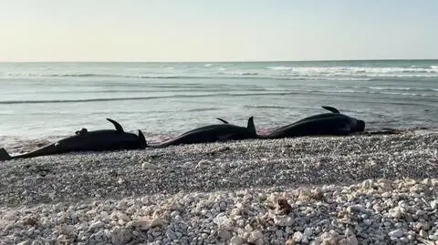 Ponad 100 martwych delfinów na plaży