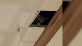 Szop wpadł przez sufit i ugryzł gościa hotelu