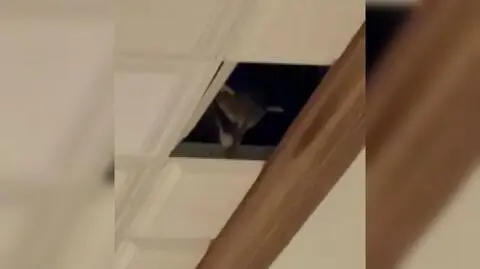 Szop wpadł przez sufit hotelowej restauracji