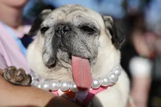 Mops Jinny Lu z nagrodą za drugie miejsce w konkursie na "najbrzydszego psa świata"