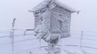 Śnieżka biała od śniegu 