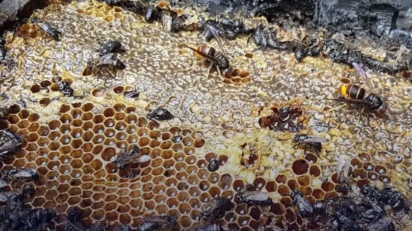 Podpalono ule. Spłonęło pół miliona pszczół