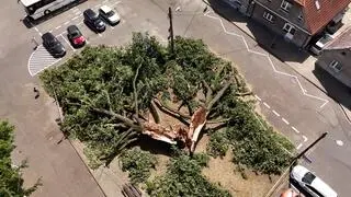 Pękł ponad stuletni dąb