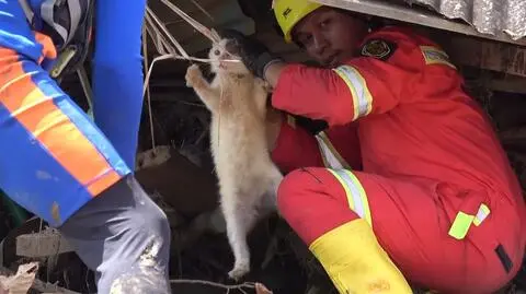 Kot uratowany po powodzi w Sumatrze