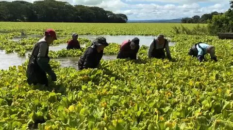 Mieszkańcy Salwadoru usuwają sałatę wodną ze zbiornika Cerron Grande