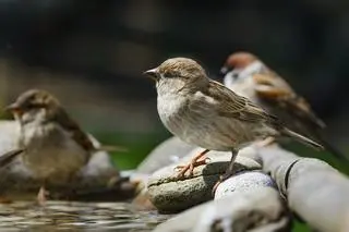 Wróbel zwyczajny (Passer domesticus)