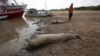 Ekolodzy i naukowcy wyławiają martwe delfiny podczas fali upałów i suszy w Amazonii w 2023 roku