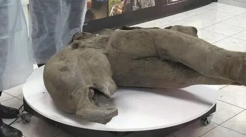 2024-12-23T090607Z_1_LWD897423122024RP1_RTRWNEV_C_8974-RUSSIA-PERMAFROST-MAMMOTH-0002