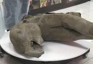 W kraterze znaleziono ciało mamuta. Ten wspaniale zachowany okaz ma 50 tysięcy lat