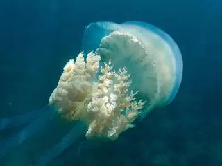 Tak wygląda pływająca meduza z gatunku Rhizostoma luteum