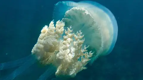Tak wygląda pływająca w morzu meduza z gatunku Rhizostoma luteum
