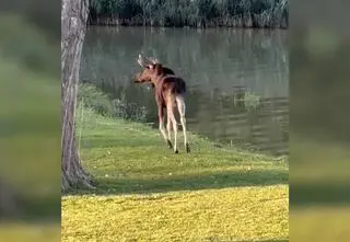 "Na początku myśleliśmy, że to ryba"