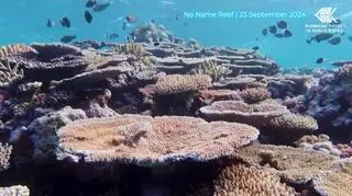 Największy ubytek w historii. Wielka Rafa Koralowa w kryzysie