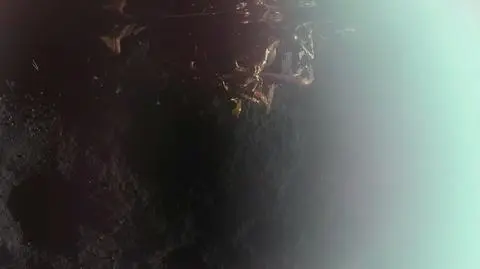 Pierwsze zdjęcie powierzchni Księżyca przesłane przez lądownik Blue Ghost