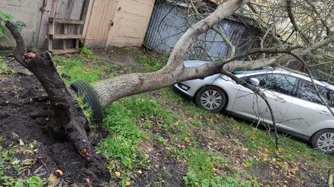 Drzewo spadło na samochód w województwie zachodniopomorskim