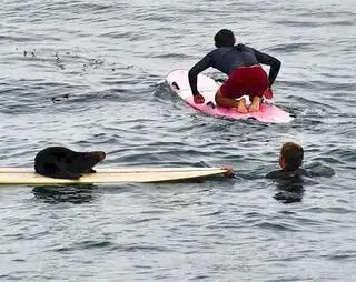 Wydra "ukradła" deskę surferce