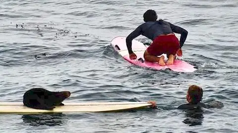 Wydra "ukradła" deskę surferce
