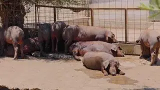 W Hiszpanii stwierdzono pierwsze przypadki afrykańskiego pomoru świń od ponad 30 lat