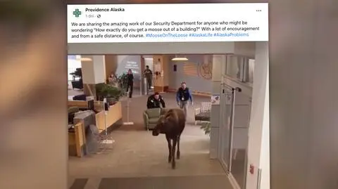 Wszedł do szpitala, zjadł rośliny w holu