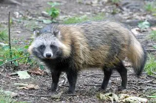 Jenot azjatycki (Nyctereutes procyonoides)