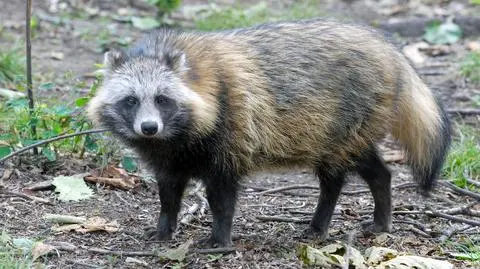 Jenoty azjatycki (Nyctereutes procyonoides)