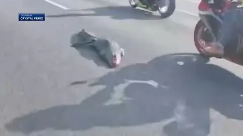 Zderzyli się z aligatorem