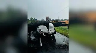 Drzewo upadło na jadący samochód w Śródce (woj. wielkopolskie)