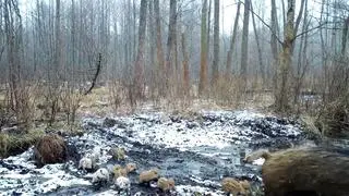 Warchlaki w cętki