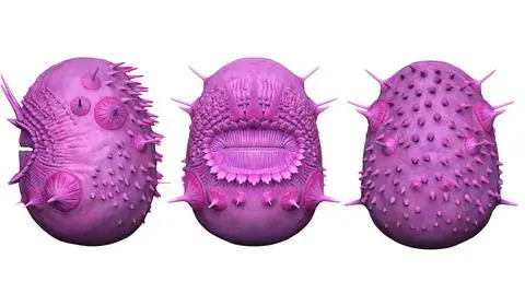 Saccorhytus coronarius
