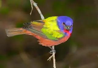 Łuszczyk wielobarwny (Passerina ciris)