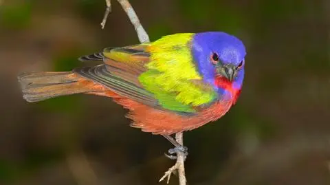 Łuszczyk wielobarwny (Passerina ciris)