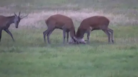 Dwa jelenie się siłują, zbliża się trzeci i...