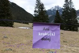 Kwitnące krokusy w Dolinie Chochołowskiej