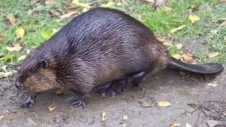 Bobry to największe gryzonie Europy
