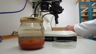 Przyprawy odnalezione na dnie Bałtyku