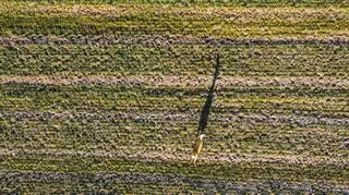 Sarny w Dolinie Baryczy wiosną