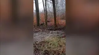 Emu z Puszczy Wkrzańskiej