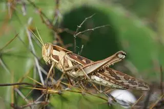 Szarańcza wędrowna